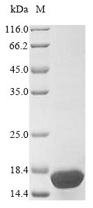 Primate SNCG protein