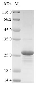 Mouse Defb33 protein