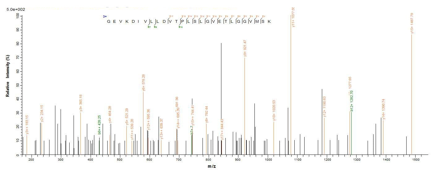 Bacteria dnaK-A protein