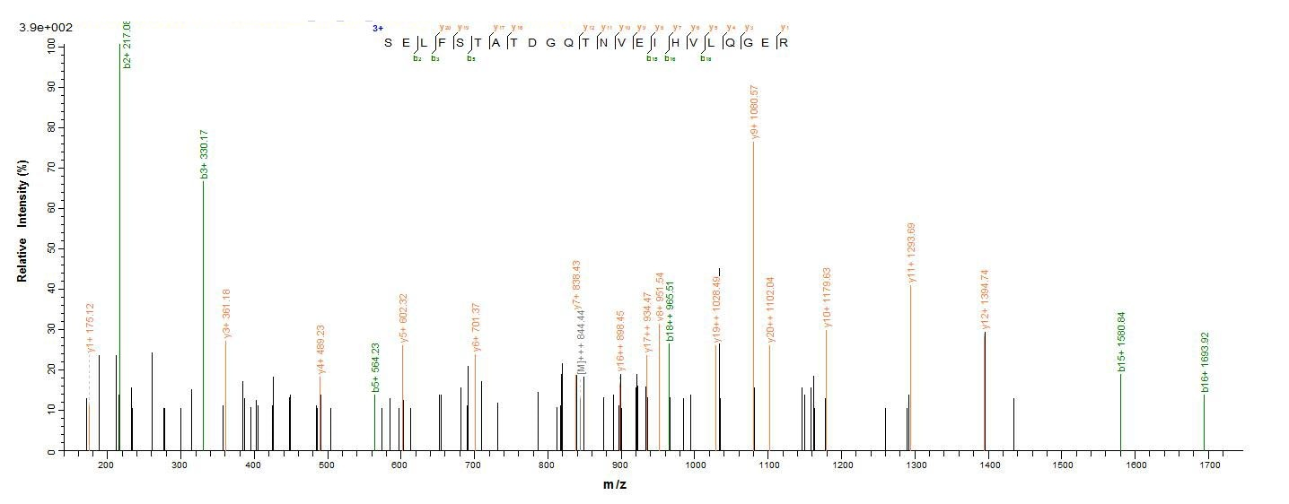 Bacteria dnaK-A protein