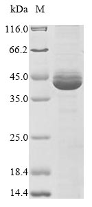 Virus BRLF1 protein