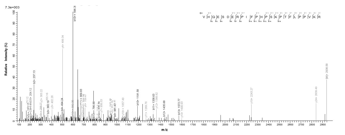 Virus BRLF1 protein
