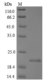 Mouse Milr1 protein