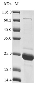 Porcine alpha Synuclein protein
