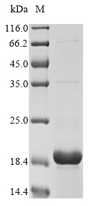 Porcine alpha Synuclein protein