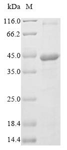 Virus BZLF1 protein