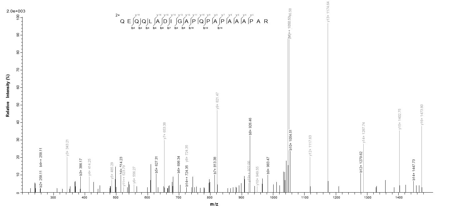 Virus BZLF1 protein