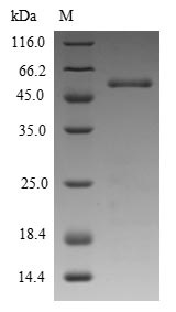 Plant Phleum pratense Pollen allergen Phl p 5a protein