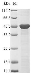 Bacteria ompP2 protein