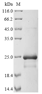 E. coli sta2 protein