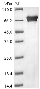 Human CRY2 protein