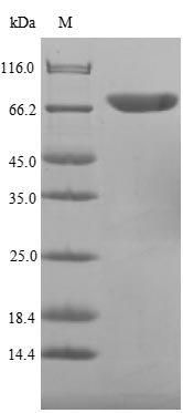 Bacteria flaA protein
