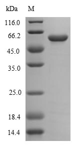Bacteria flaA protein