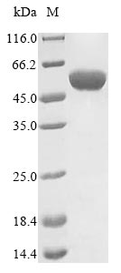 Bacteria flaA protein