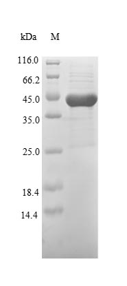 Bacteria p37 protein