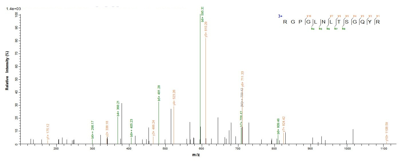 Human ERFE protein