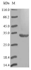 Bacteria folP protein