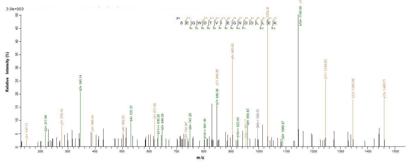 Virus tetM protein
