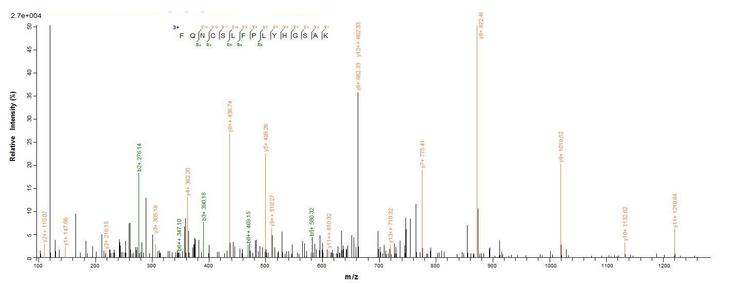Virus tetM protein
