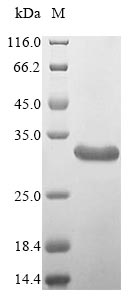 Insect Apis mellifera carnica Icarapin protein