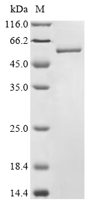 Bacteria clfA protein