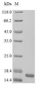 Fungi Tuber borchii Cyanovirin-N homolog protein