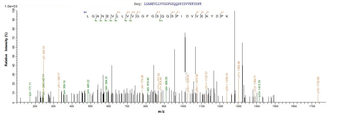 Human KLHL12 protein