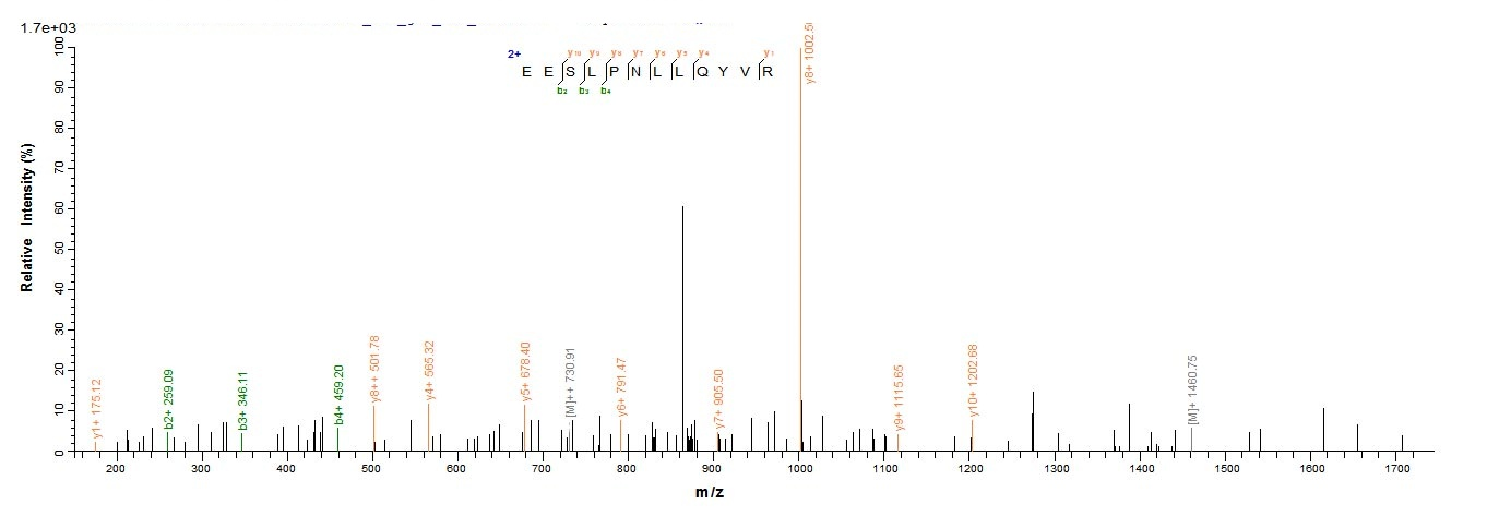 Human KLHL12 protein
