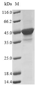 Bacteria dnapkcs protein