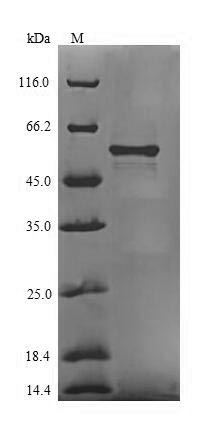 Bacteria htpG protein