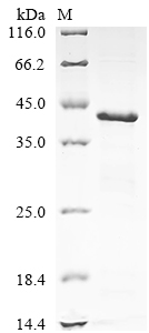 Mouse Nqo1 protein
