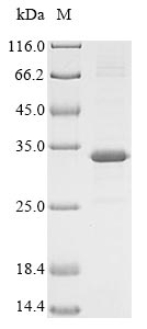 Rat Metrnl protein