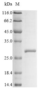Mouse Klra3 protein