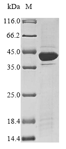 Rat Azgp1 protein