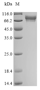 Mouse CD71 protein