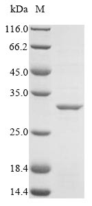 Bacteria mutS protein