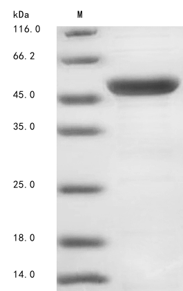 Plant Os09g0401200 protein