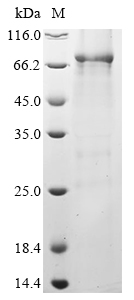 Human TRIM72 protein