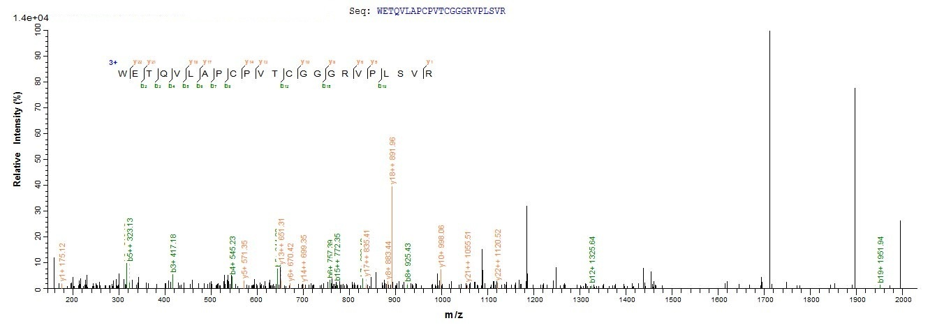 Mouse Adamts13 protein