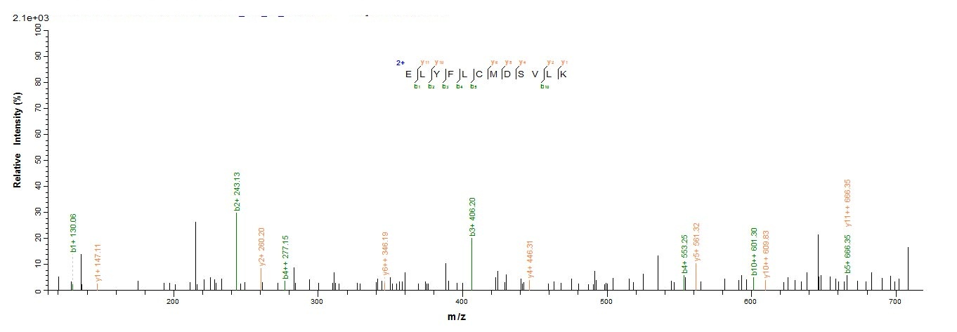 Mouse Adamts13 protein