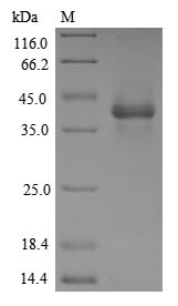 Human GFRAL protein
