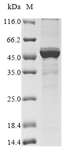 Virus metapneumovirus Nucleoprotein(N) protein