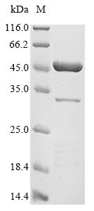 Bacteria hlgC protein