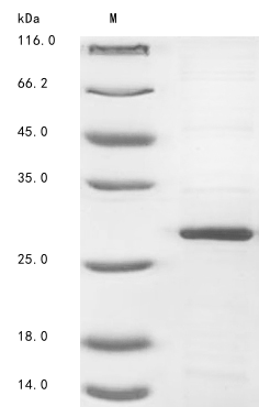 Human PLET1 protein