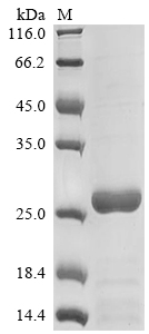 Mouse Scgb1c1 protein