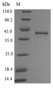 Bacteria lipA protein