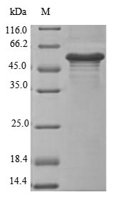 Mouse Erfe protein