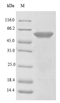 Mouse Clec18a protein