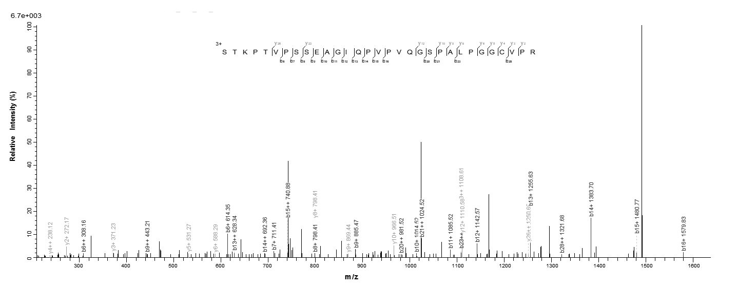 Human ASTL protein