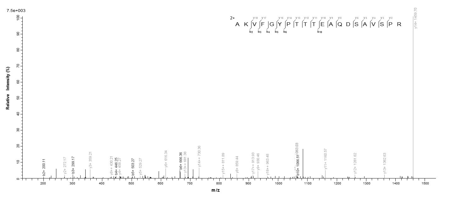 Bacteria disA protein